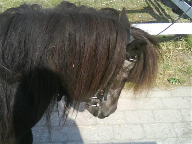 Anden særlig race Blackie *R.I.P*  billede 12