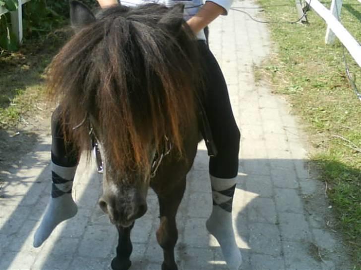 Anden særlig race Blackie *R.I.P*  billede 13