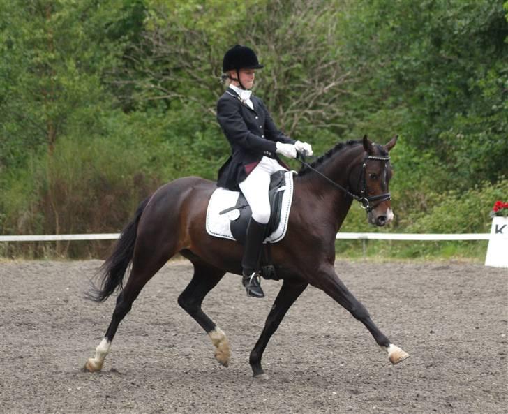Tysk Sportspony Kirz Kaninpil Kærlund - Kaninpil blev A-pony til vores første landsstævne i Birgittelyst, 21/6-08. Her i PRT til 65,7% - (HorsePictures.dk) billede 17