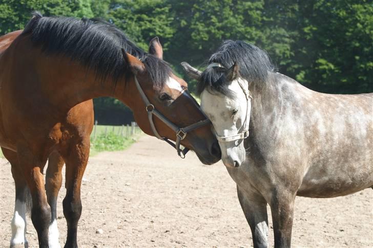 New Forest Firfod Filejs - Solgt - Introduktion til ny fold på Folehavegård - her med lederhesten billede 12