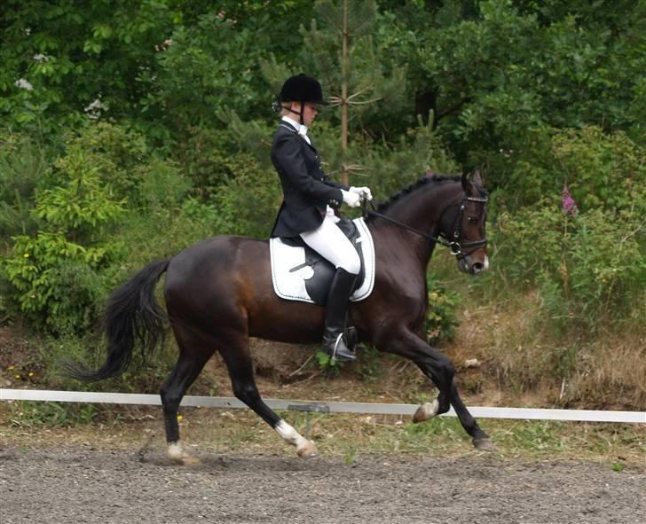 Tysk Sportspony Kirz Kaninpil Kærlund - Kaninpil blev A-pony til vores første landsstævne i Birgittelyst, 21/6-08. Her i PRT til 65,7% :D - (HorsePictures.dk) billede 18