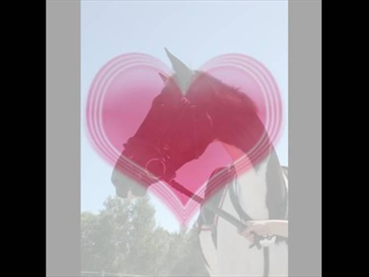 Anden særlig race Europy / Unik (PASSER) - The love is here!<3 billede 13