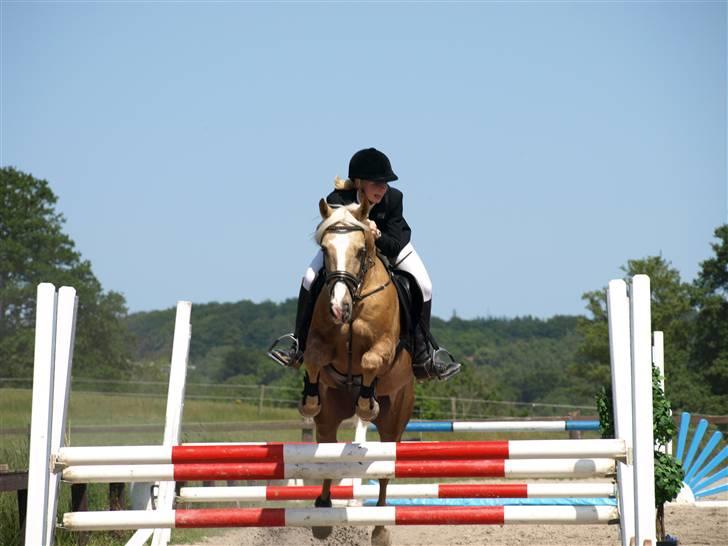 Palomino Yellow Fellow *SOLGT* - Gule og jeg til klubmesterskabet. 90 cm. Jeg griner :D    Super fotograf: Signe Rich :) billede 15