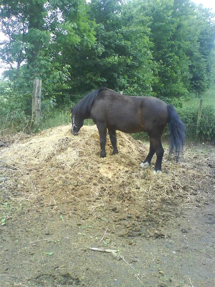 Welsh Pony (sec B) Remmevad´s pony prins - her står han i vors møding billede 17