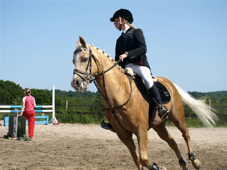 Palomino Yellow Fellow *SOLGT* - Gule og jeg til klubmesterskabet :)    Super fotograf: Signe Rich :) billede 16