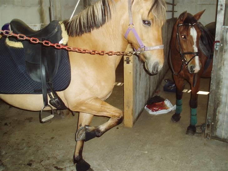 Anden særlig race ribena - tikke røv elsker dig ribena <3 billede 7