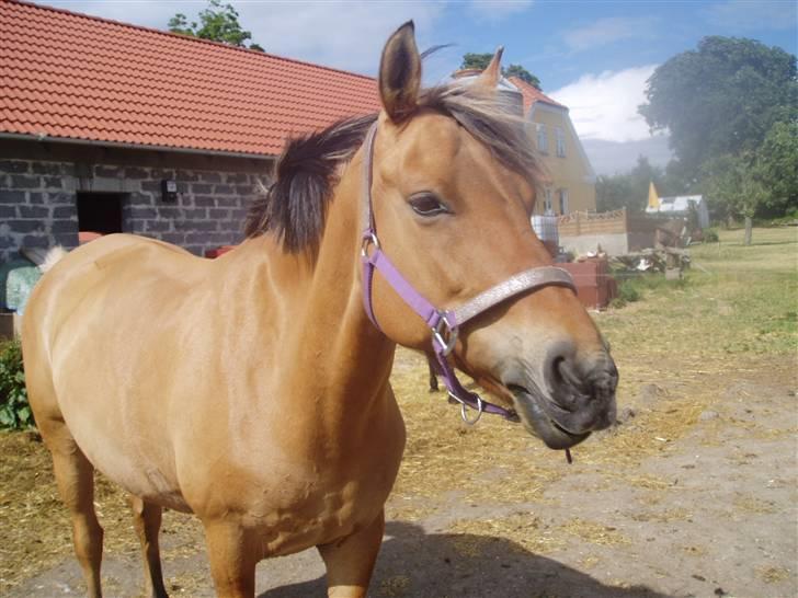 Anden særlig race ribena - lige kommet tilbage fra en ride tur. og kom så på fold<3 billede 8