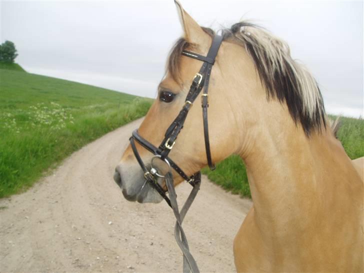 Anden særlig race ribena - øv med hendes hovedetøj :( men ellers er hun jo smuk <3 billede 9