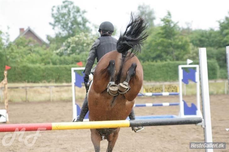 Connemara Pegasus solgt billede 17