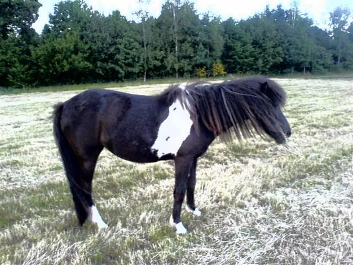 Islænder Katla (føl) - katla på fold billede 2