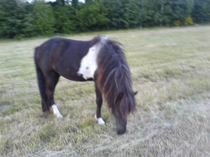 Islænder Katla (føl) billede 3