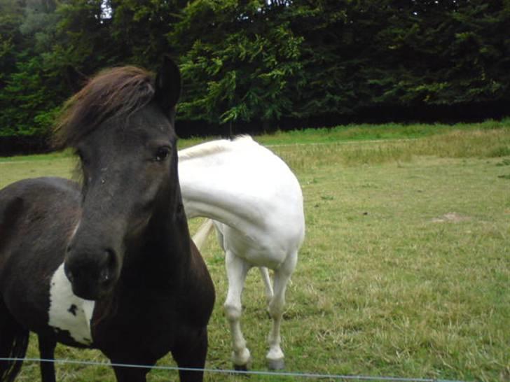 Islænder Katla (føl) - "Nyt" billede 4