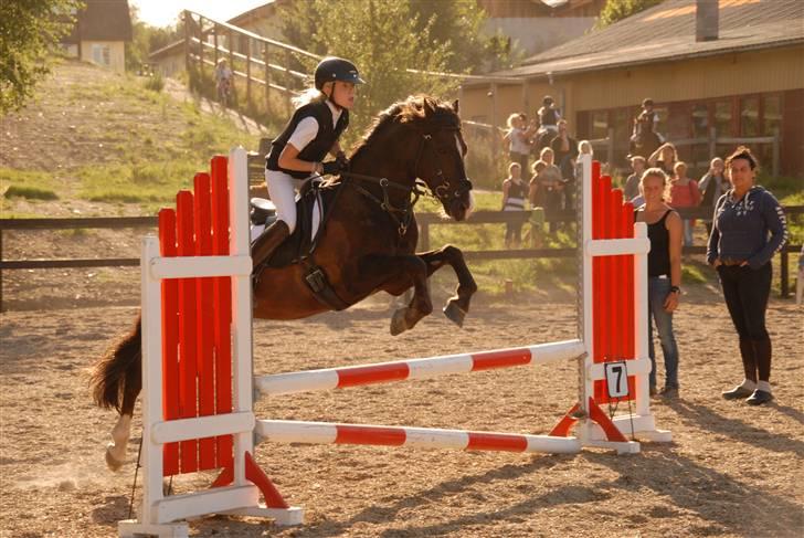 Welsh Pony (sec B) KallistalodgeViper RIP:'( - natasja ser glad ud... billede 12