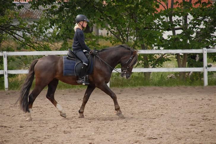 Welsh Pony (sec B) KallistalodgeViper RIP:'( - 20 juni billede 13
