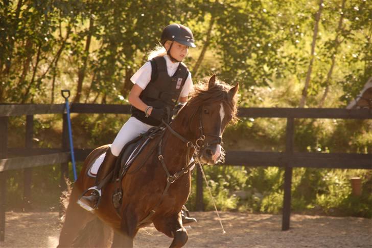 Welsh Pony (sec B) KallistalodgeViper RIP:'( - rundt i svinget billede 14