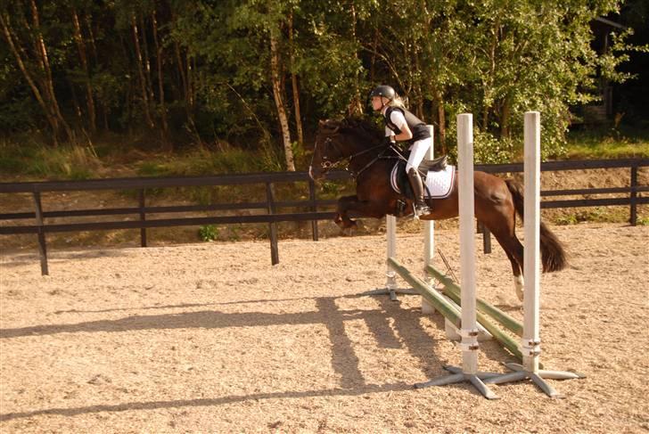 Welsh Pony (sec B) KallistalodgeViper RIP:'( - selvom det er lavt springer man til, man er jo ikke så erfaren endnu billede 15