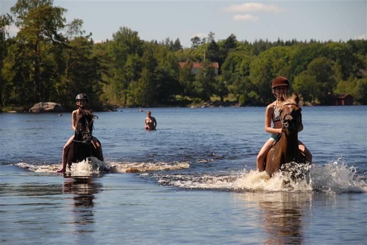Welsh Pony (sec B) KallistalodgeViper RIP:'( - jubiii jeg hopper som en søslange billede 16