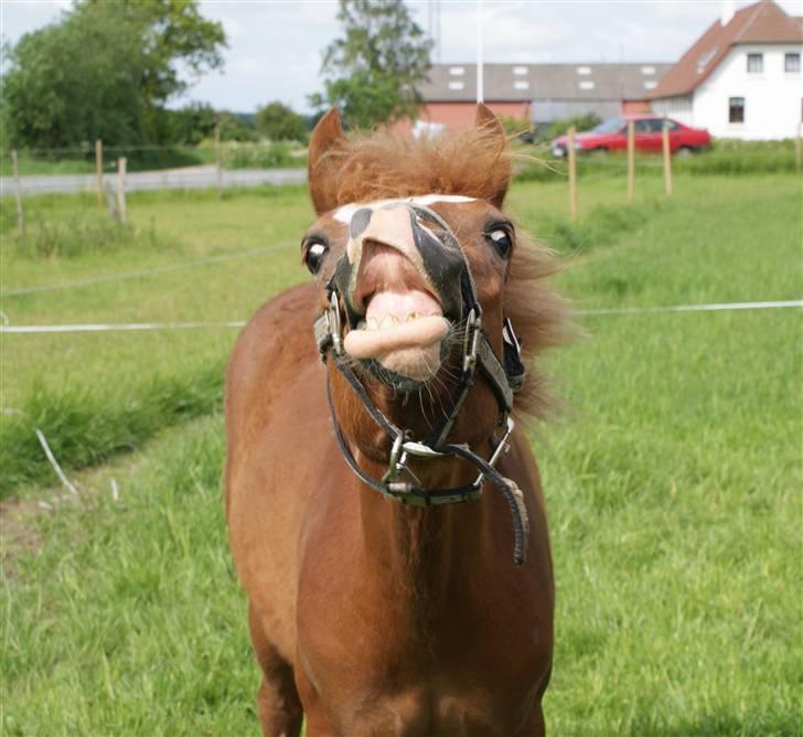 Welsh Cob (sec D) skovsmindes Sympathizer - 22.05.2009 billede 2