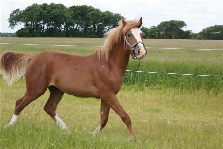 Welsh Cob (sec D) skovsmindes Sympathizer - Sidste dag med Sympa billede 3