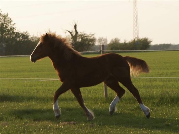 Welsh Cob (sec D) skovsmindes Sympathizer - April 2009 billede 4