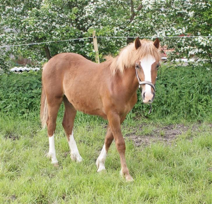 Welsh Cob (sec D) skovsmindes Sympathizer - 22.05.2009 billede 5