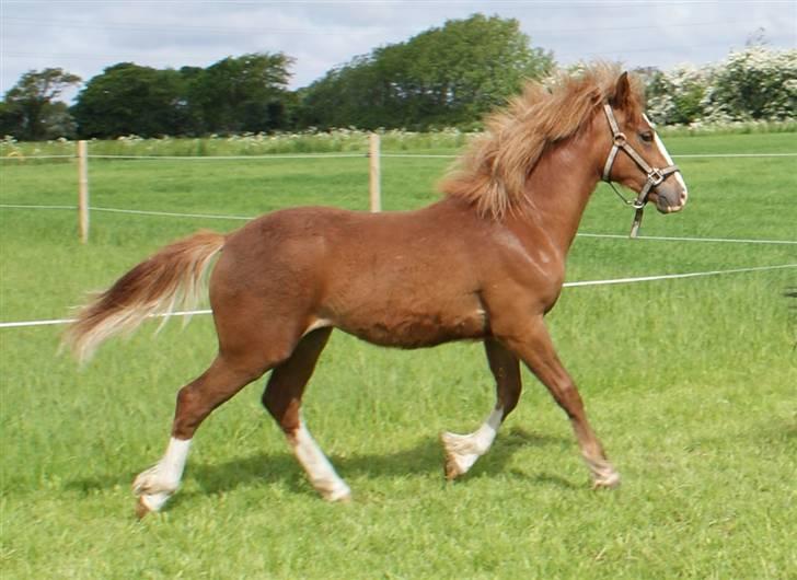 Welsh Cob (sec D) skovsmindes Sympathizer - 22.05.2009 billede 10