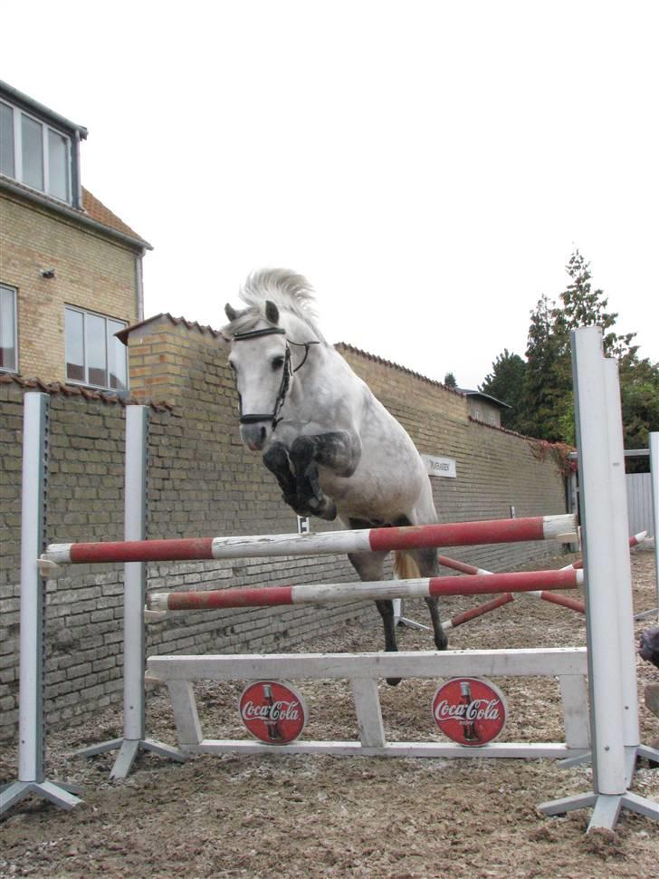 Welsh Mountain (sec A) Elvis Pony "SOLGT"  :´( - løs spring 100 cm han spran 105 men vi fik desværre ikke noget billed billede 19