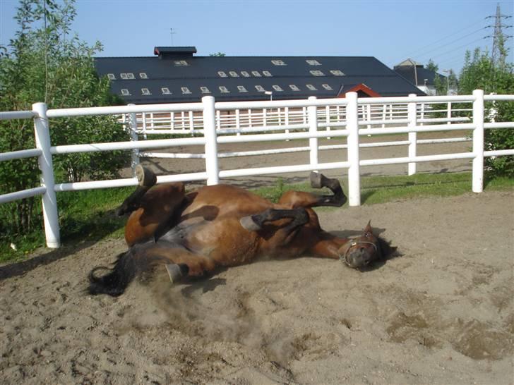 Traver armada(DØD) billede 2