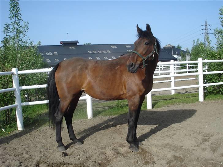 Traver armada(DØD) billede 3