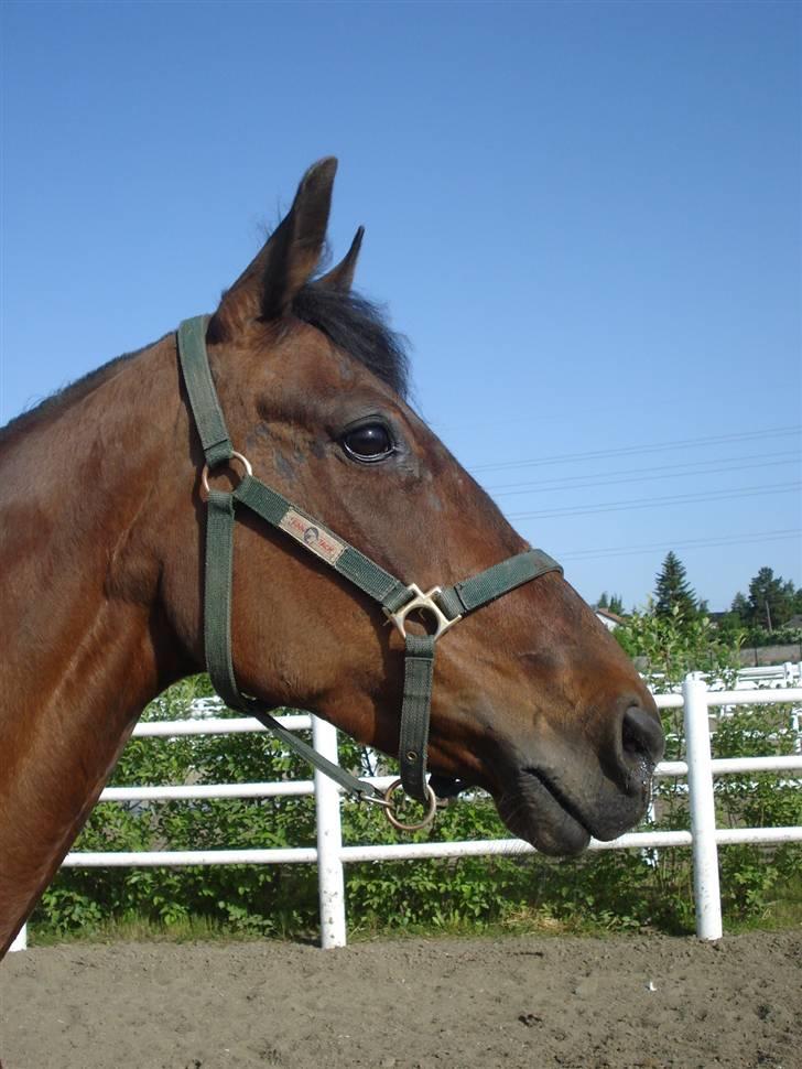 Traver armada(DØD) billede 4