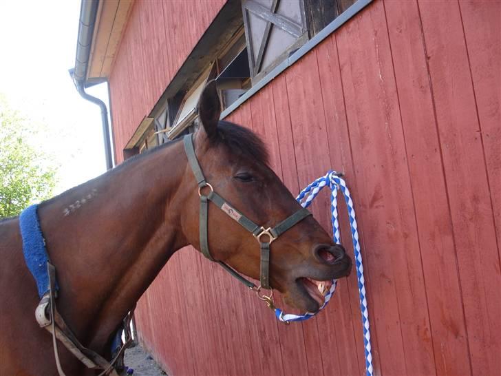 Traver armada(DØD) billede 5