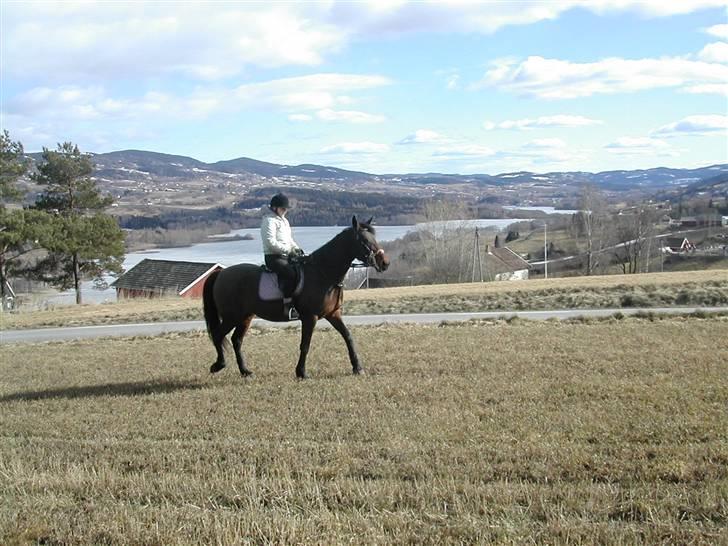 Traver armada(DØD) billede 6