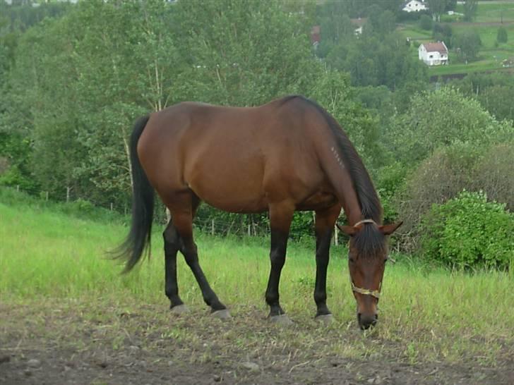 Traver armada(DØD) billede 7