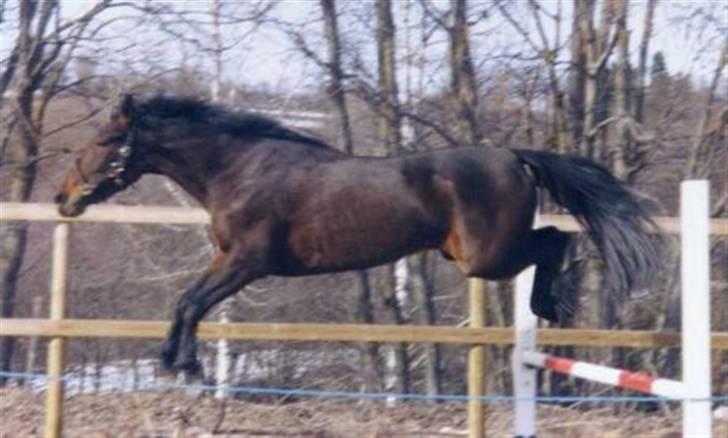 Traver armada(DØD) billede 8