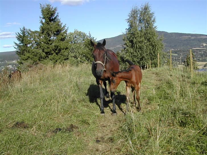 Traver armada(DØD) billede 9