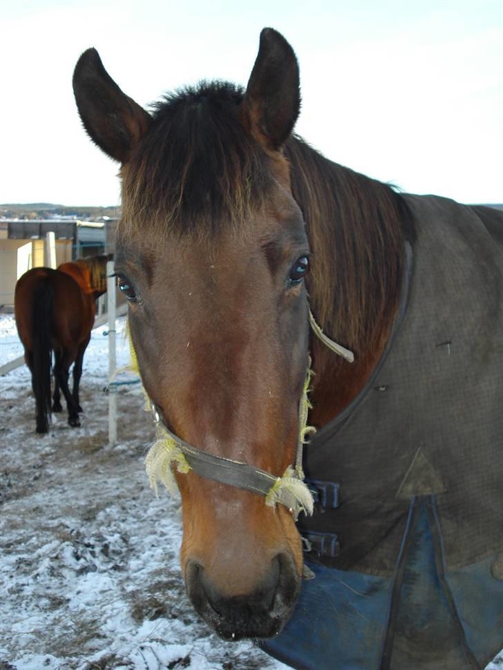 Traver armada(DØD) billede 10