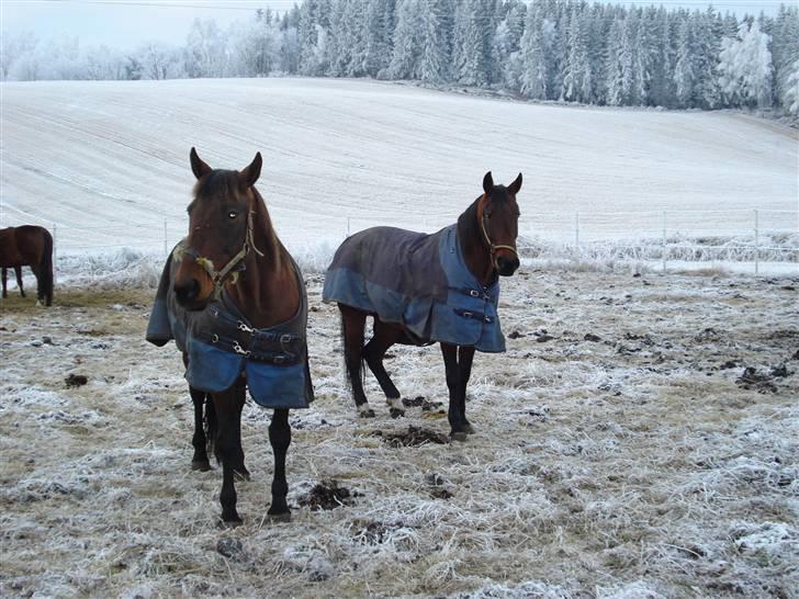 Traver armada(DØD) billede 11