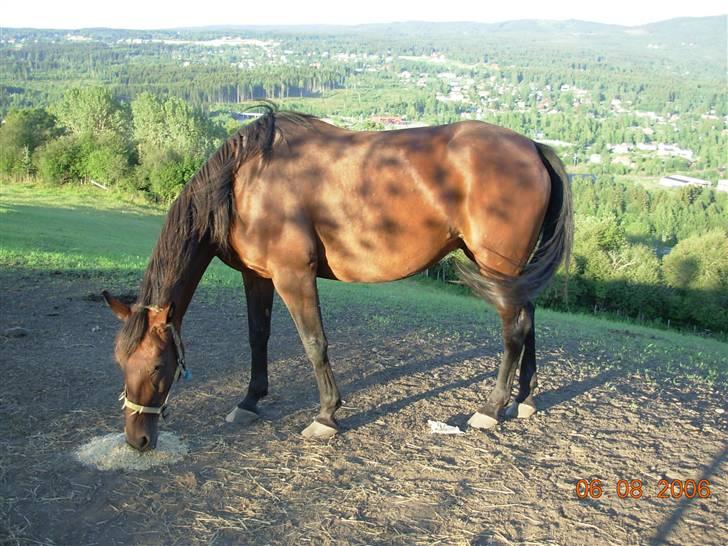 Traver armada(DØD) billede 12