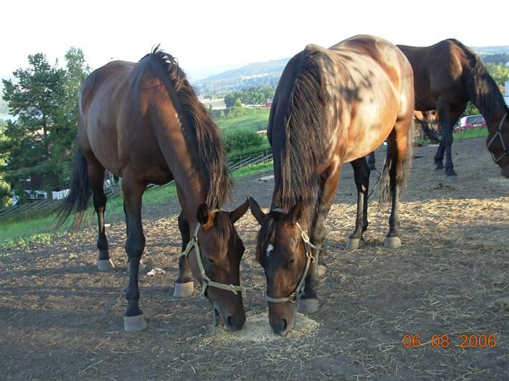 Traver armada(DØD) billede 13