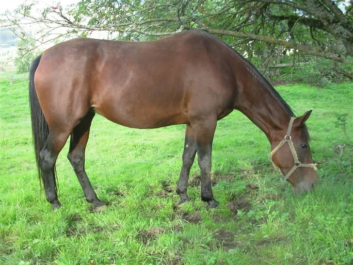 Traver armada(DØD) billede 14