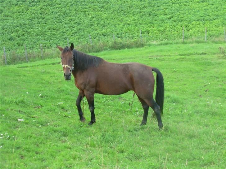 Traver armada(DØD) billede 15