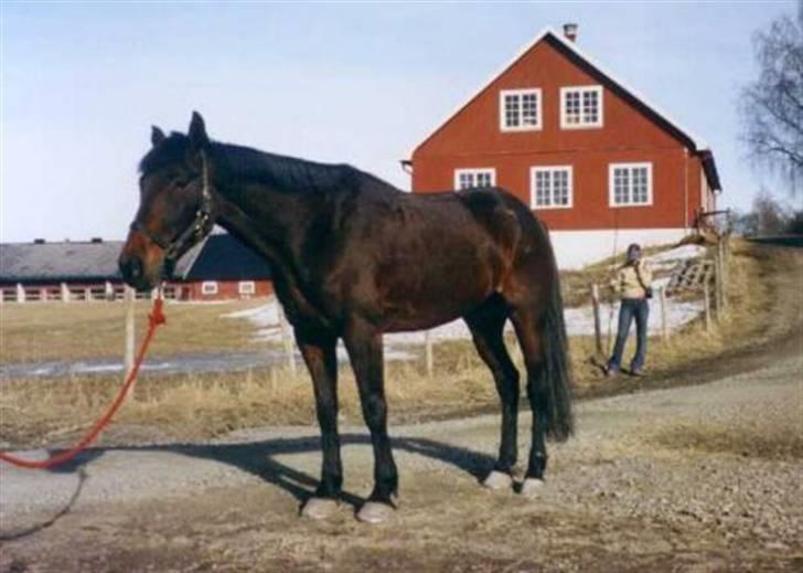 Traver armada(DØD) billede 16