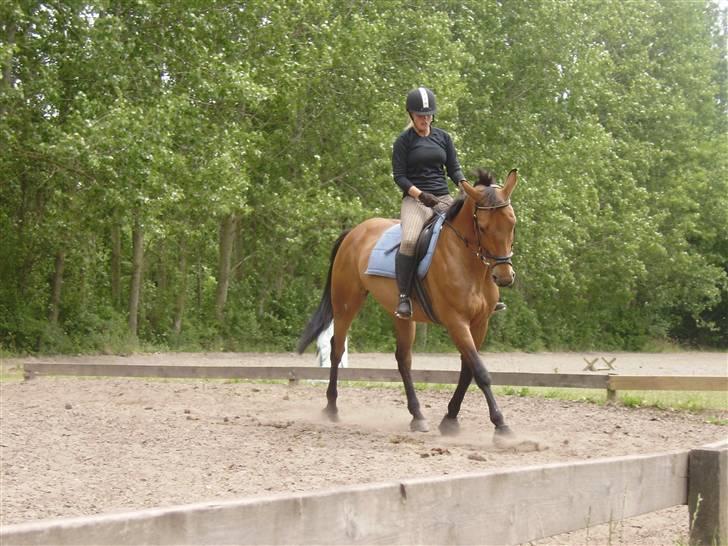 Anden særlig race Nikita Gl låne billede 20