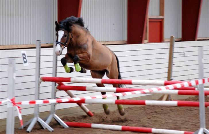 New Forest Elmholts Uventa<3 >SOLGT< - 16: Løsspring :b billede 13