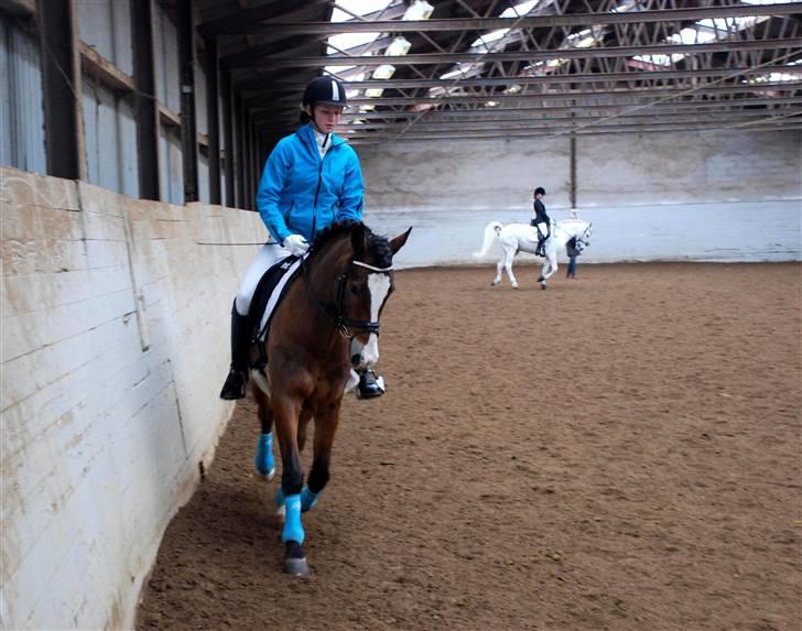 New Forest Elmholts Uventa<3 >SOLGT< - 17: Opvarmning i Ikast :) billede 14