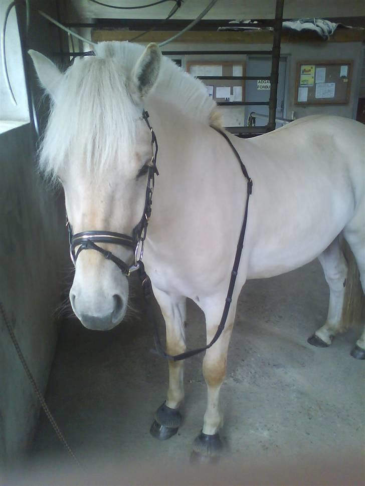 Fjordhest Glibings Demo *solgt* billede 16