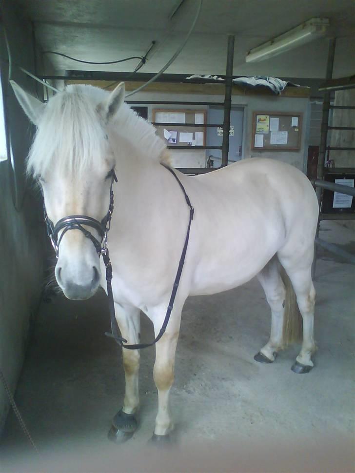 Fjordhest Glibings Demo *solgt* billede 17