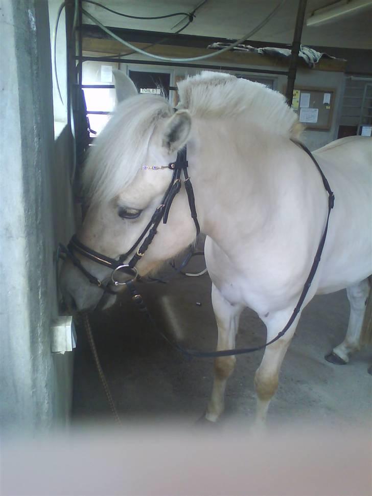 Fjordhest Glibings Demo *solgt* billede 18