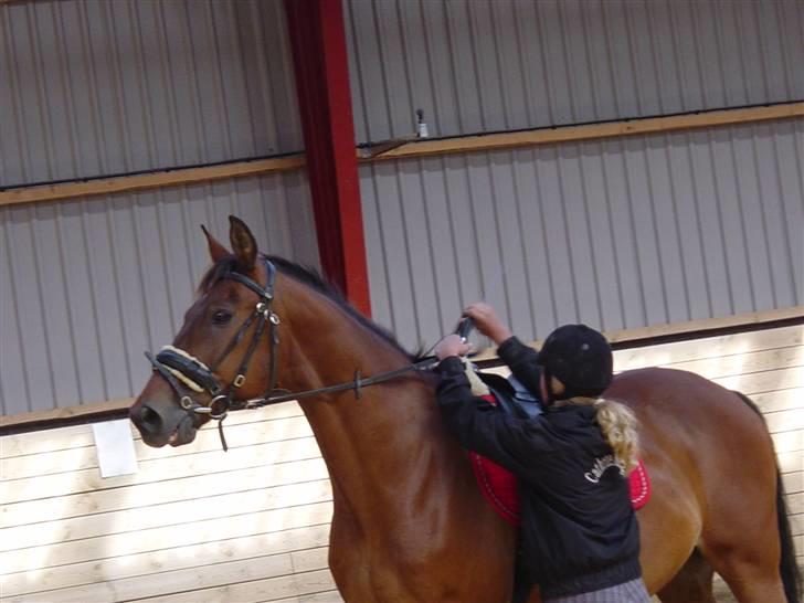 Oldenborg Flexie Vestergård - Inden den første lektion med Sidsel M. Johansen billede 11