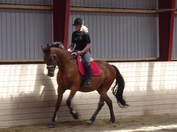 Oldenborg Flexie Vestergård - dressurkursus billede 12